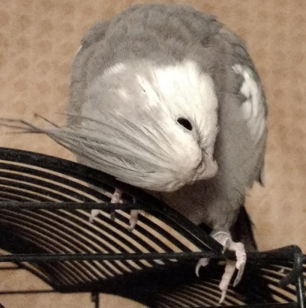Truffles the Cockatiel